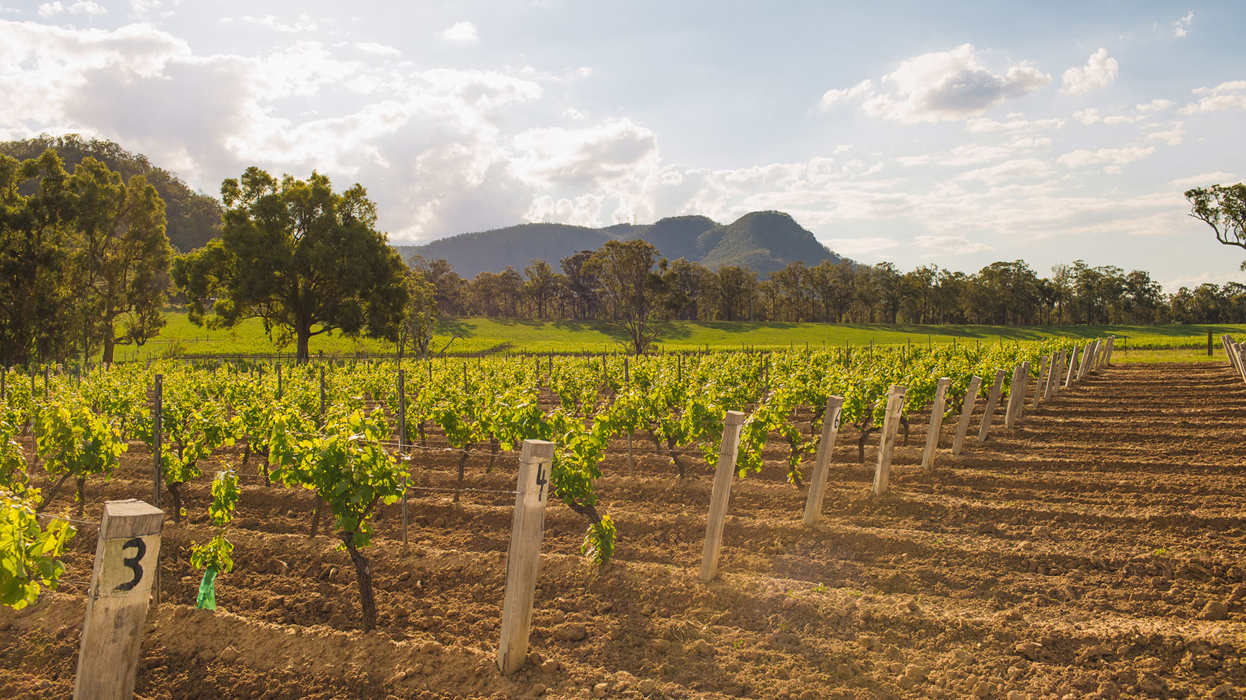 Johnno's Vineyard planted in 1908
